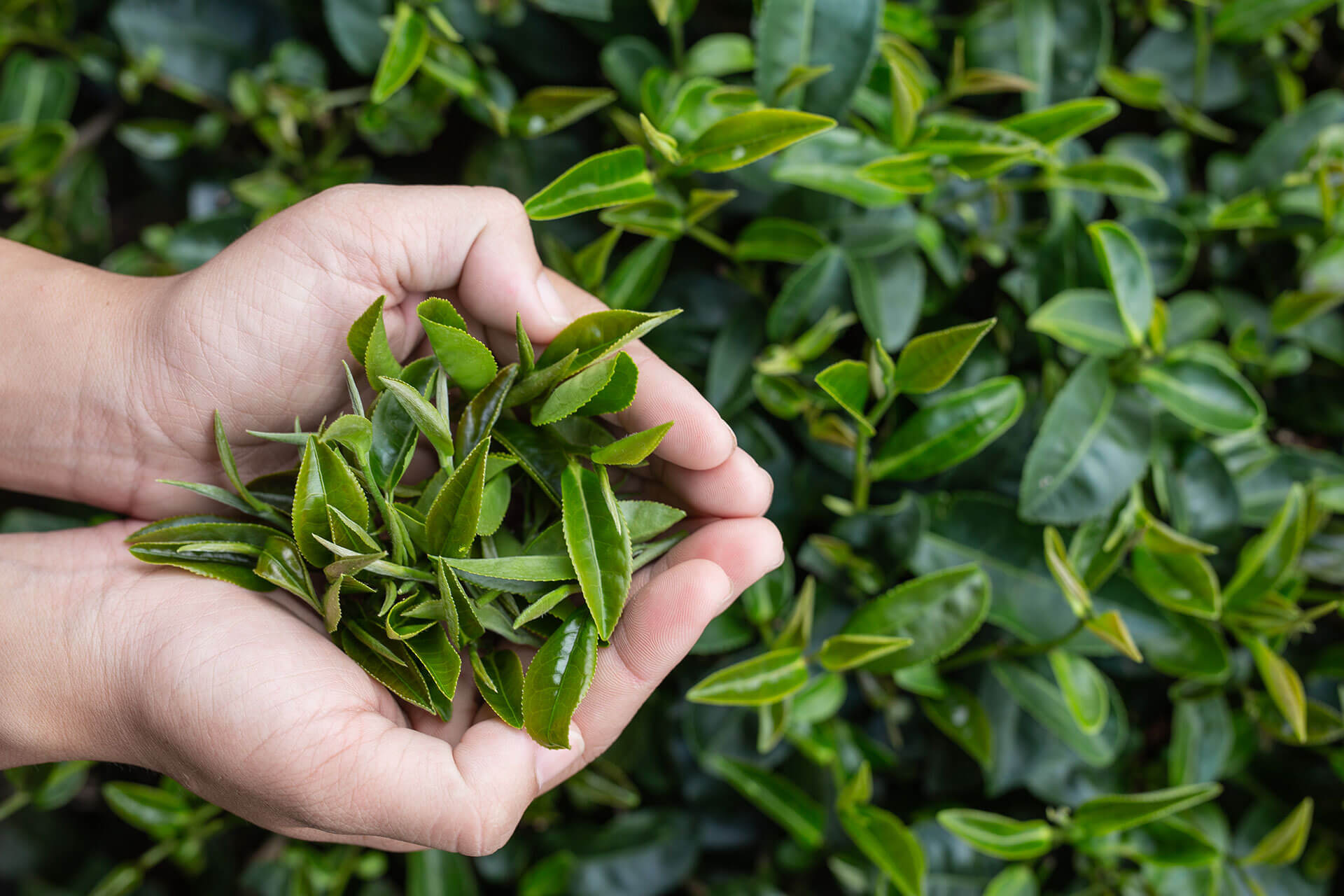 tea picker Sri Lanka woman hands close up Sri Lankan tea plantation women picking the fresh tea leaves.